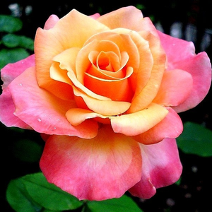 žuto - ružičasto - Ruža - Frénésie™ - Narudžba ruža